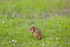 black-bellied hamster