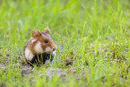 black-bellied hamster