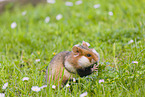 black-bellied hamster