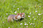 black-bellied hamster