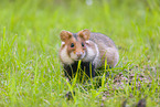 black-bellied hamster