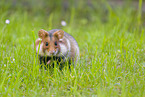 black-bellied hamster