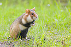 black-bellied hamster