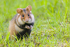 black-bellied hamster