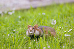 black-bellied hamster