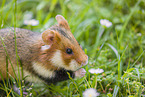 black-bellied hamster