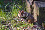 black-bellied hamster