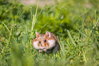 black-bellied hamster