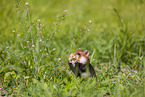 black-bellied hamster