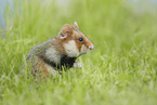 black-bellied hamster