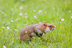 Eurasian hamster