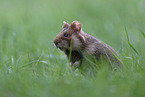 Eurasian hamster