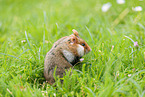 black-bellied hamster