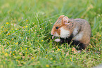 black-bellied hamster