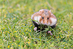 black-bellied hamster