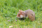 black-bellied hamster
