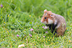 black-bellied hamster