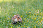 black-bellied hamster