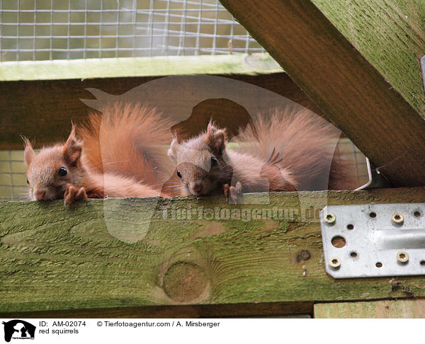 red squirrels / AM-02074