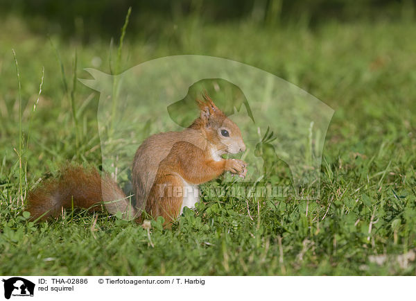 Europisches Eichhrnchen / red squirrel / THA-02886