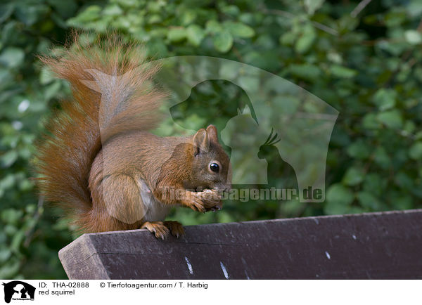 red squirrel / THA-02888