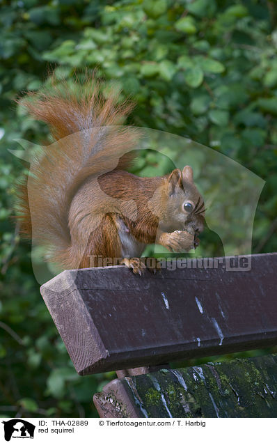 Europisches Eichhrnchen / red squirrel / THA-02889