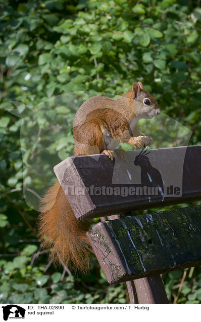 Europisches Eichhrnchen / red squirrel / THA-02890