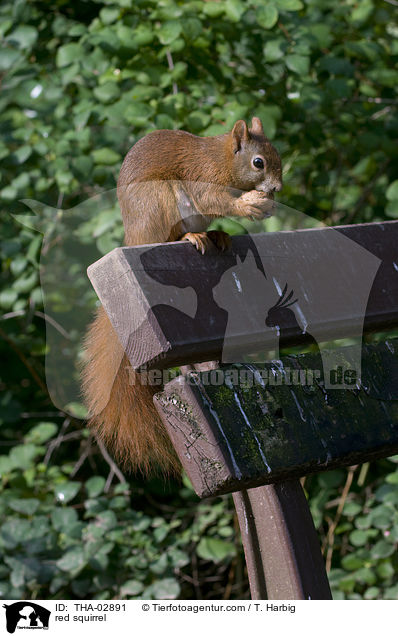 Europisches Eichhrnchen / red squirrel / THA-02891