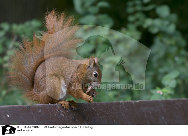 Europisches Eichhrnchen / red squirrel / THA-02897