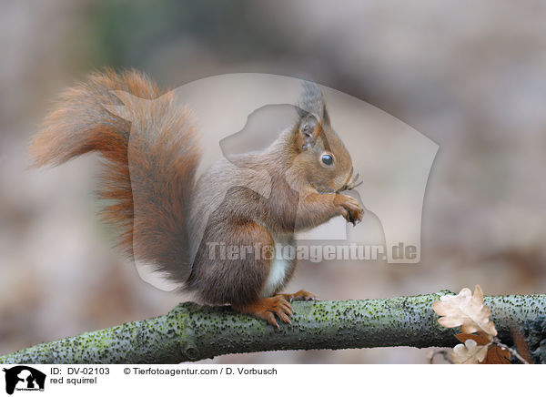 Europisches Eichhrnchen / red squirrel / DV-02103