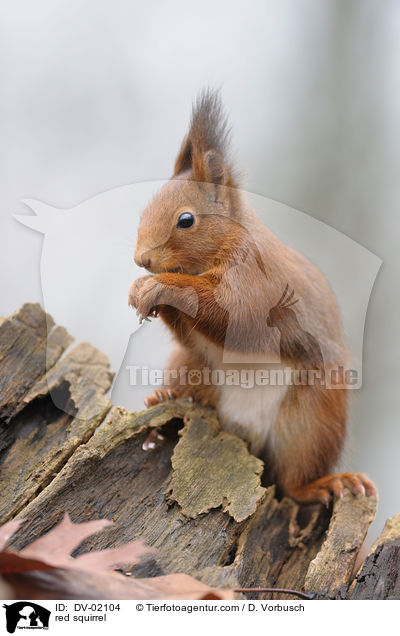 Europisches Eichhrnchen / red squirrel / DV-02104