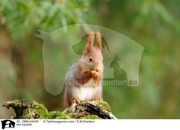Europisches Eichhrnchen / red squirrel / DMS-04405