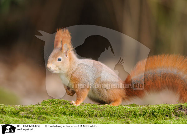 Europ�isches Eichh�rnchen / red squirrel / DMS-04406