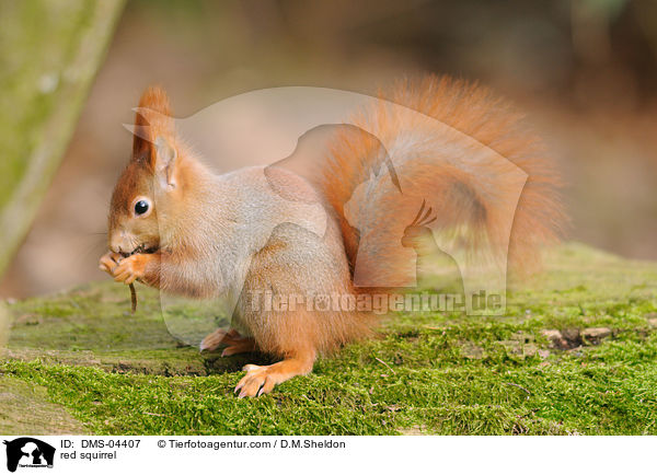red squirrel / DMS-04407