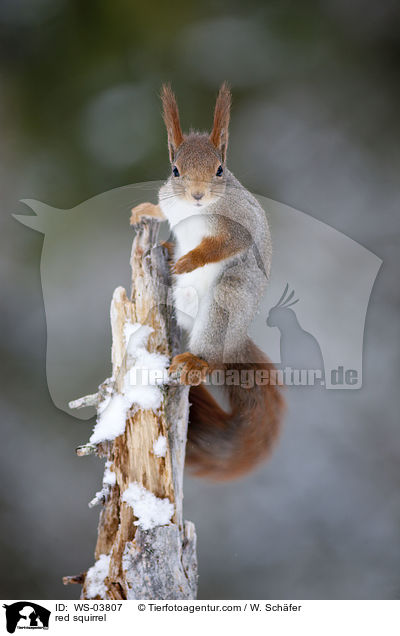 red squirrel / WS-03807