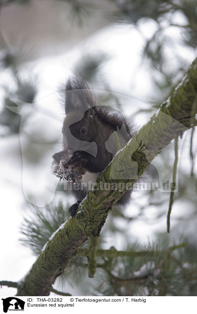 Europisches Eichhrnchen / Eurasian red squirrel / THA-03282
