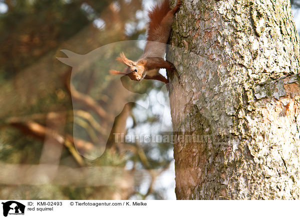 Europisches Eichhrnchen / red squirrel / KMI-02493
