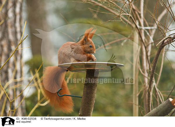 Europisches Eichhrnchen / red squirrel / KMI-02538