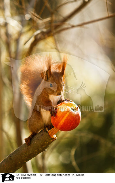 Europisches Eichhrnchen / red squirrel / KMI-02550