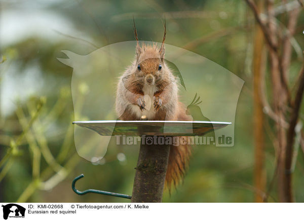 Europisches Eichhrnchen / Eurasian red squirrel / KMI-02668