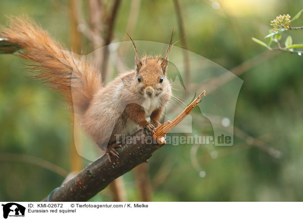Eurasian red squirrel / KMI-02672