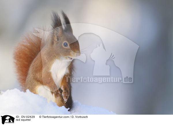 red squirrel / DV-02429