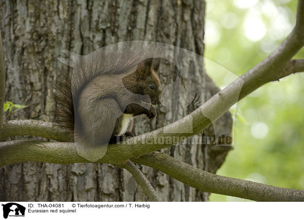 Europisches Eichhrnchen / Eurasian red squirrel / THA-04081