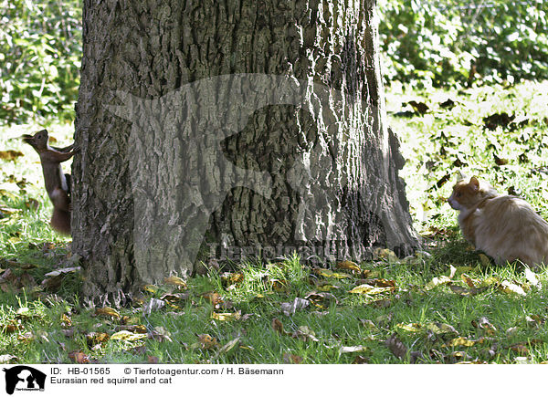 Europisches Eichhrnchen und Katze / Eurasian red squirrel and cat / HB-01565