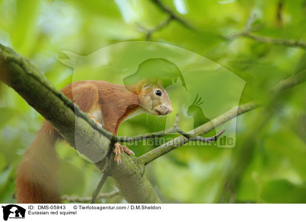 Europisches Eichhrnchen / Eurasian red squirrel / DMS-05843