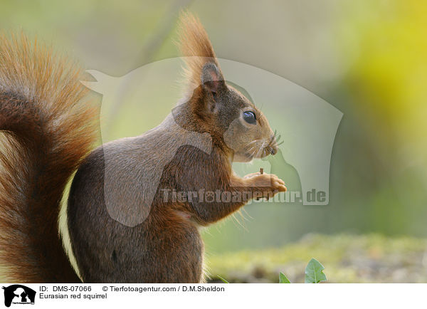 Europisches Eichhrnchen / Eurasian red squirrel / DMS-07066