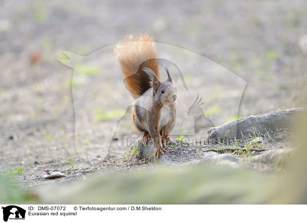 Europisches Eichhrnchen / Eurasian red squirrel / DMS-07072