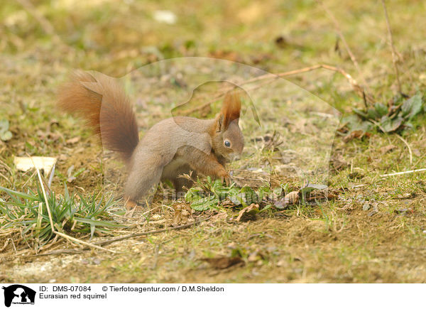 Europisches Eichhrnchen / Eurasian red squirrel / DMS-07084