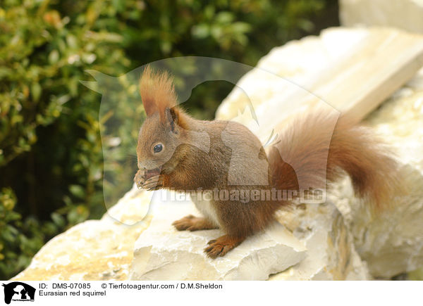 Europisches Eichhrnchen / Eurasian red squirrel / DMS-07085