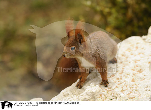 Europisches Eichhrnchen / Eurasian red squirrel / DMS-07087